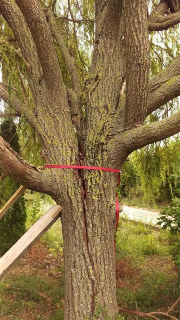 Can you save a tree with a split trunk?