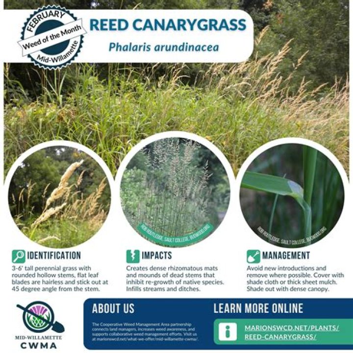 Can you smoke canary grass?