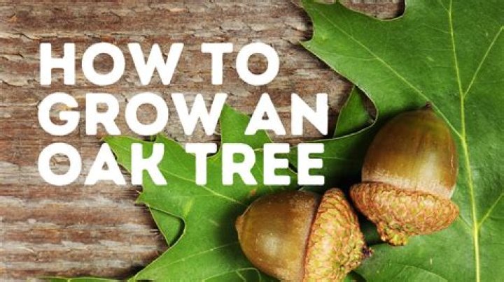 Can you speed up oak tree growth?