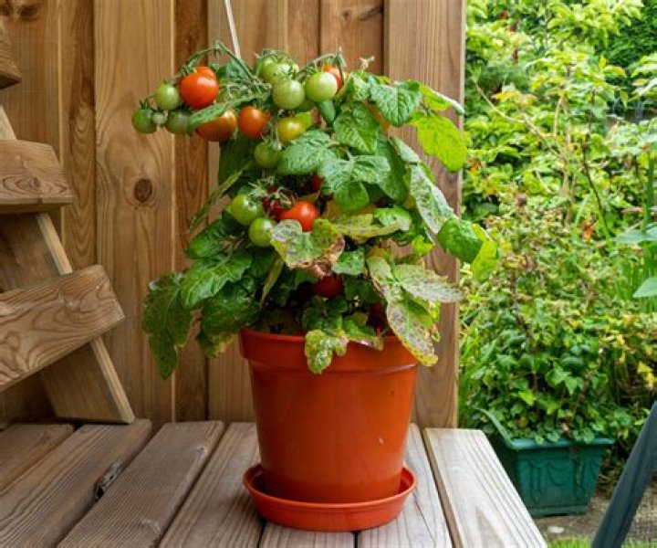 Can you start a tomato plant from a tomato?