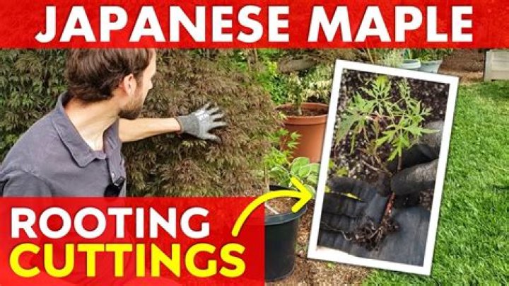 Can you take cuttings from ice plant?