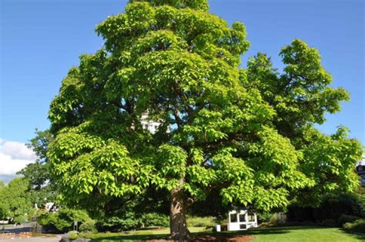 Can you top a catalpa tree?