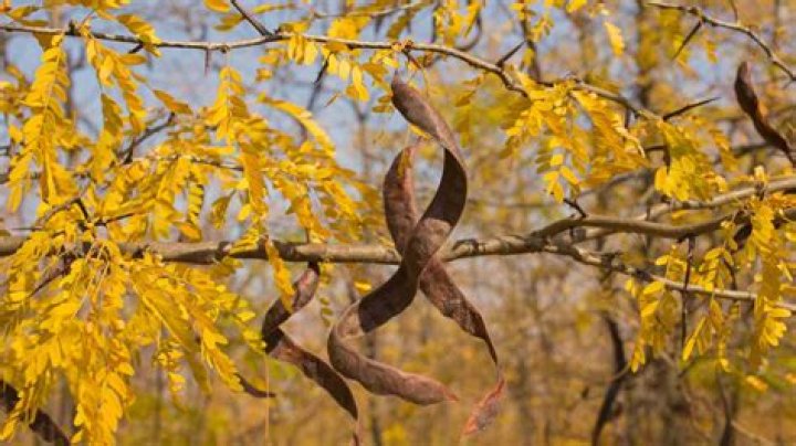 Can you top a honey locust tree?