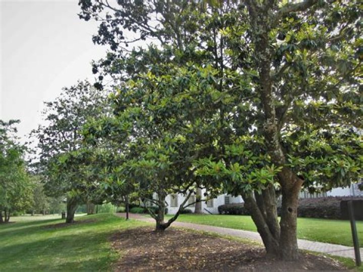 Can You top a magnolia tree without causing damage?