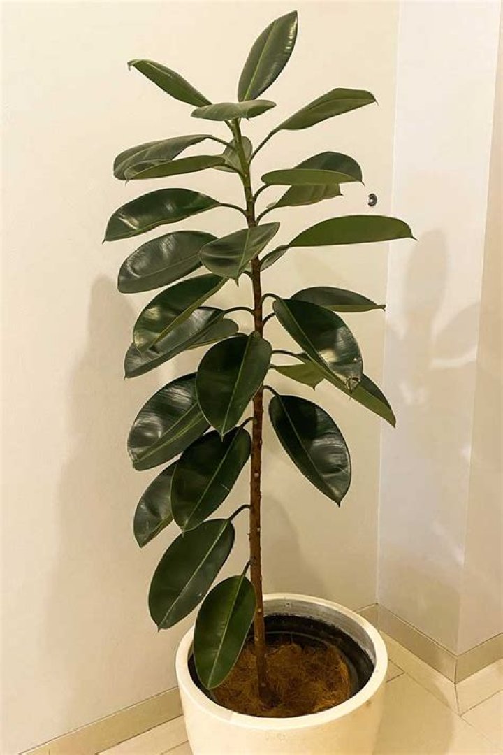 Can you top a rubber tree plant?