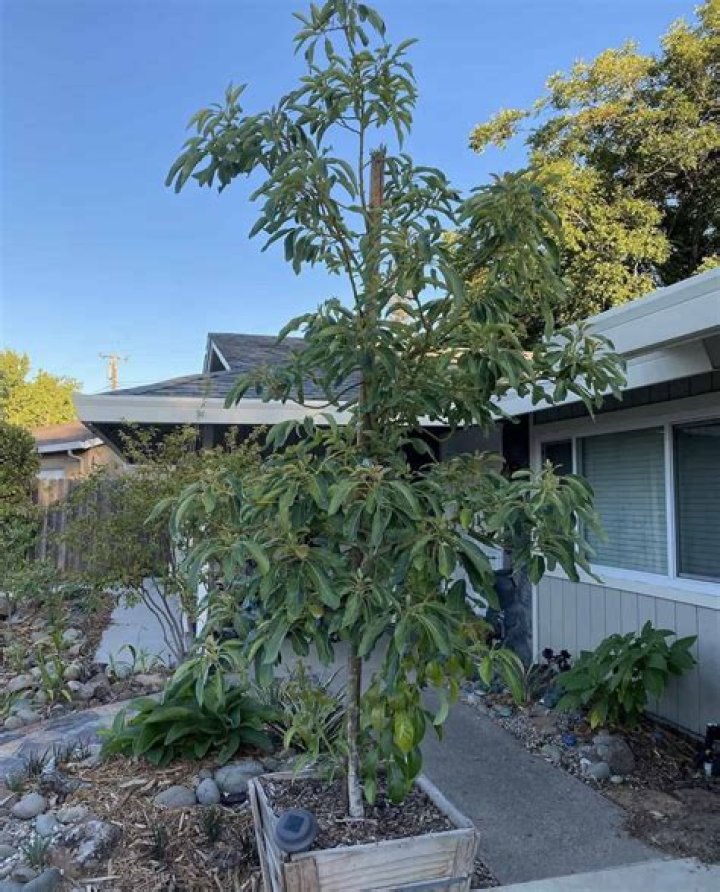 Can you top an avocado tree?