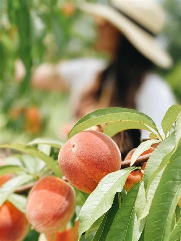 Can you transplant a full grown peach tree?