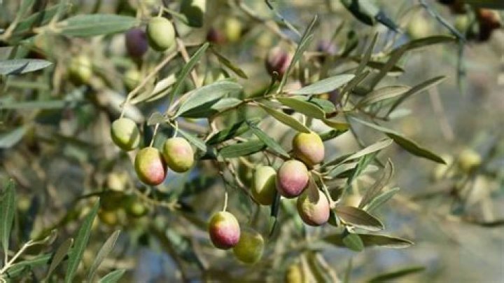 Can you transplant old olive trees?