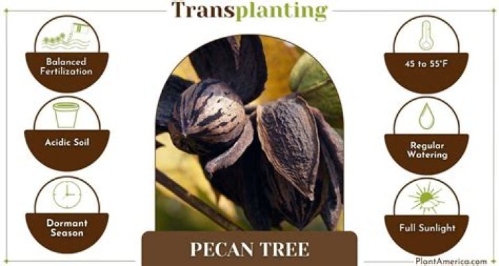 Can you transplant pecan seedlings?