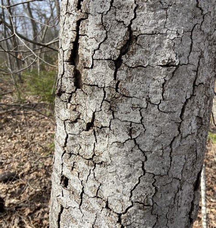 Can you treat beech bark disease?