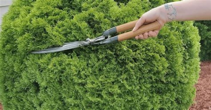 Can you trim bushes in late summer?