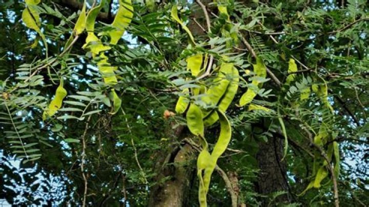 Can you trim honey locust trees in the summer?