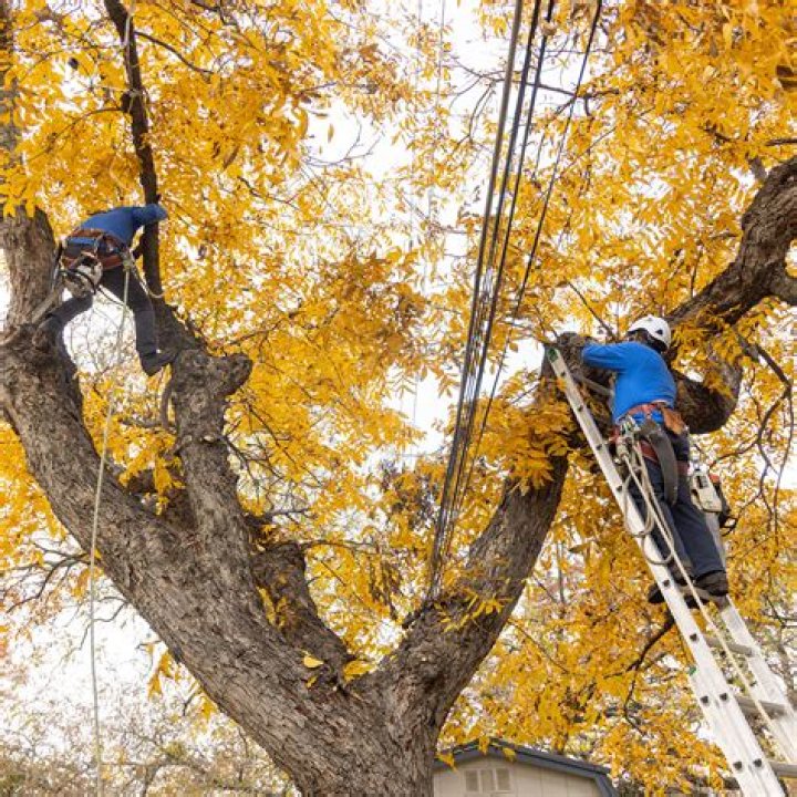 Can you trim trees anytime of the year?