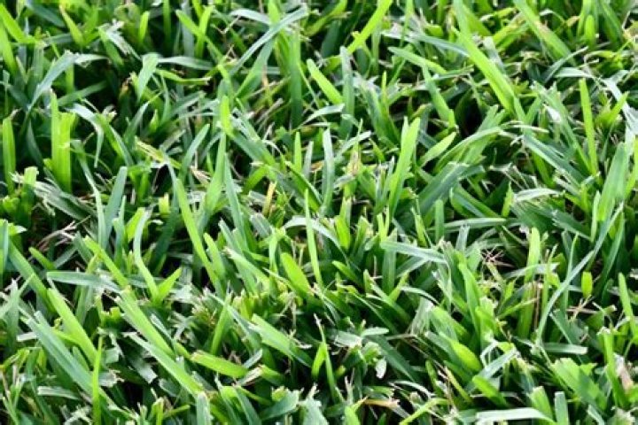 Can you use Scotts WinterGuard on St Augustine grass?