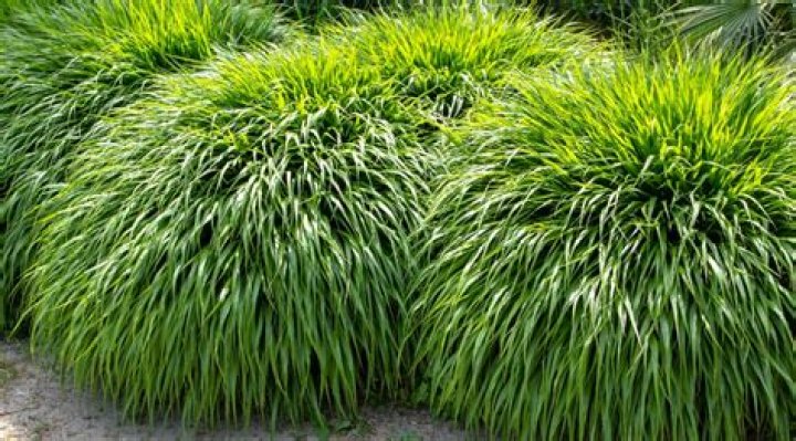 Can you use shade grass seed in full sun?
