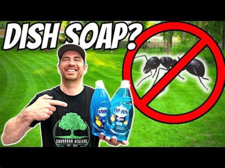 Do ants cause damage to lawns?