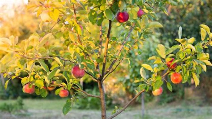 Do apple trees alternate years?