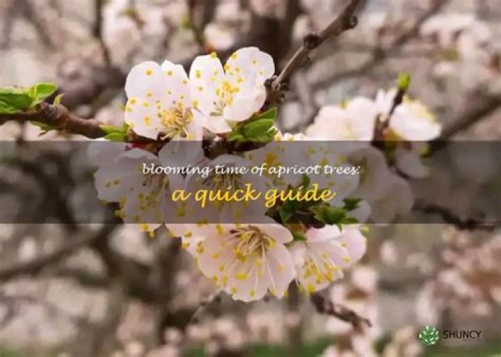 Do apricot trees blossom?