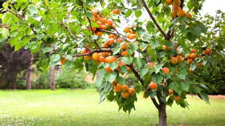 Do apricot trees fruit twice a year?