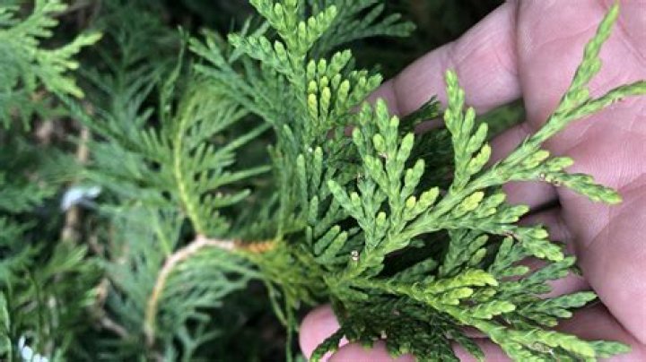 Do Arborvitaes grow year round?