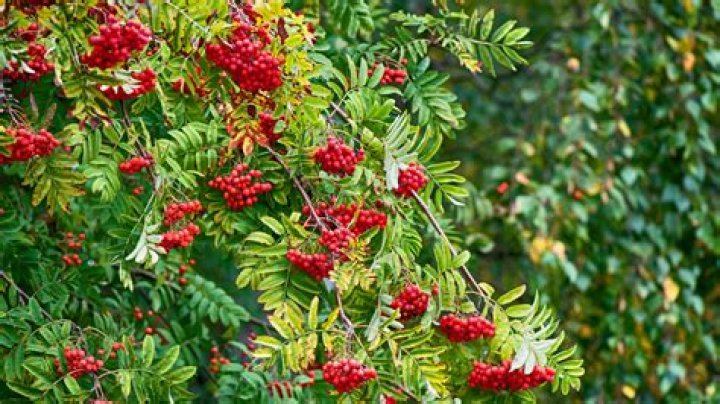 Do ash trees berries?
