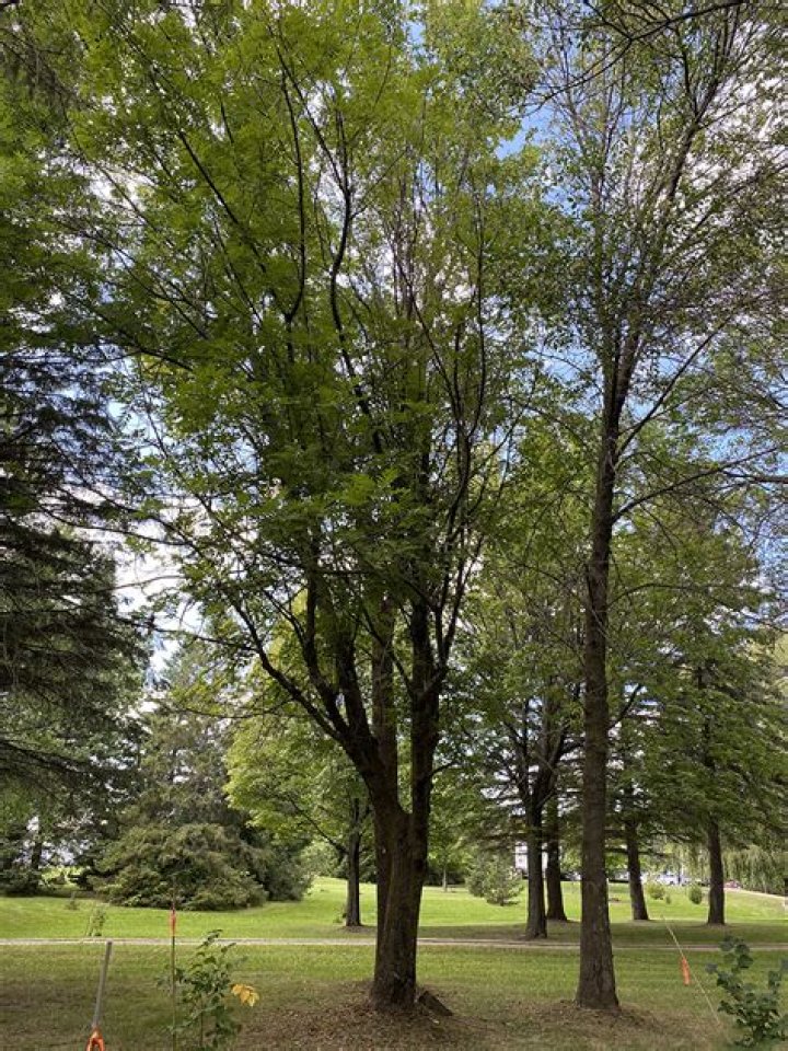 Do ash trees grow in New York?