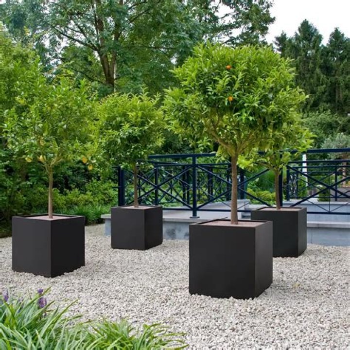 Do bay trees need big pots?
