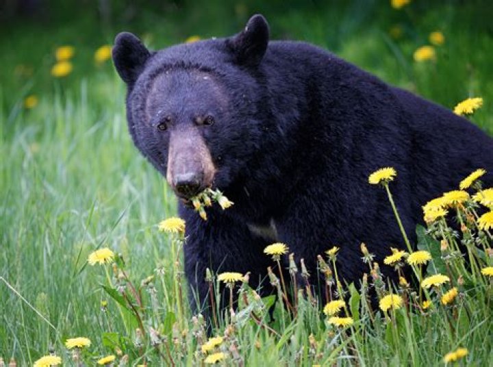 Do bears eat vegetation?