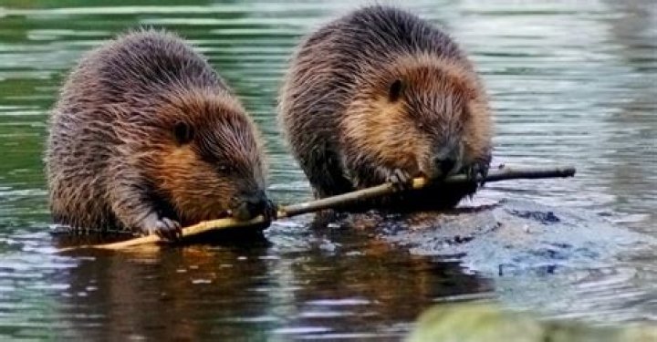 Do beavers eat cypress trees?