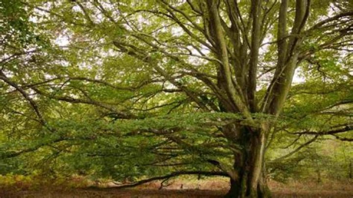 Do beech trees produce nuts every year?