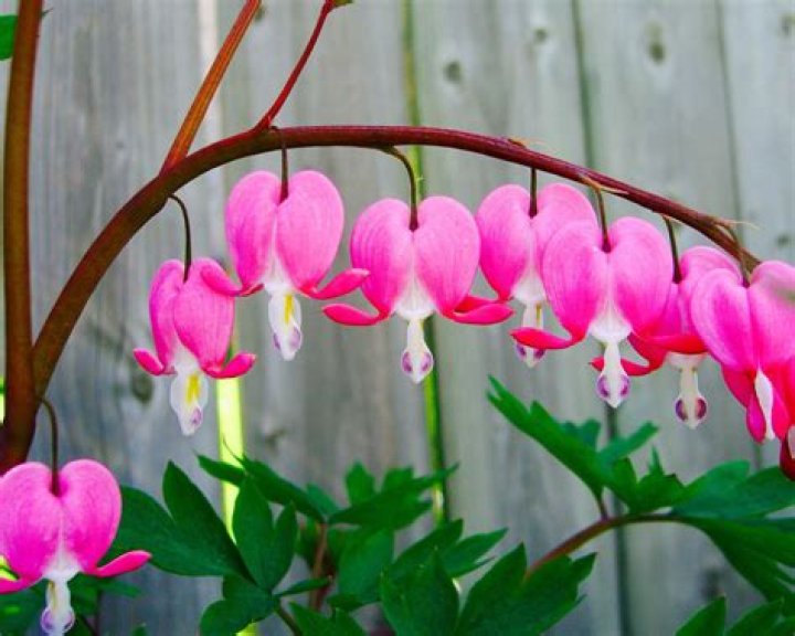 Do bleeding hearts make seeds?