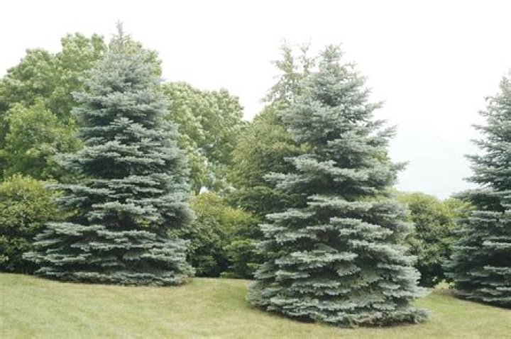 Do blue spruce grow well in Indiana?