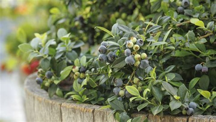 Do blueberry bushes grow well in Texas?