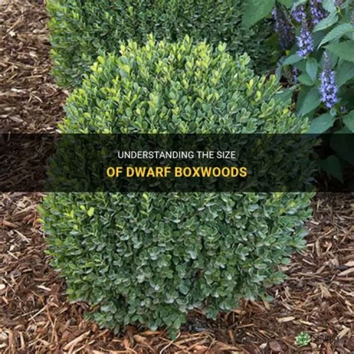 Do boxwoods have a lifespan?