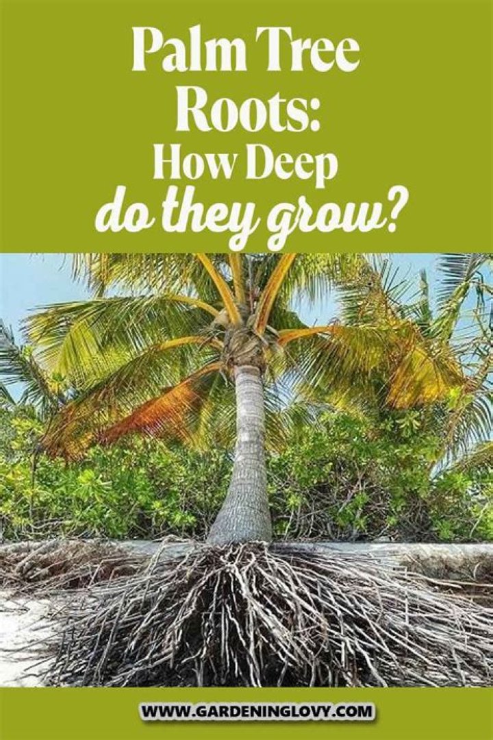 Do California pepper trees have deep roots?