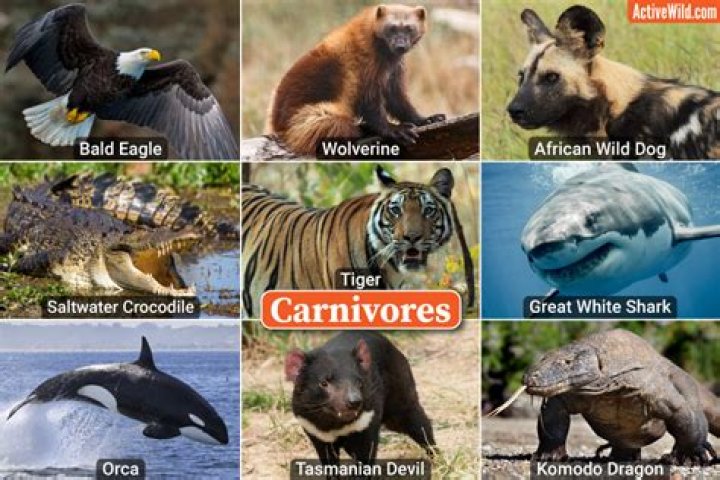 Do carnivores eat grass?