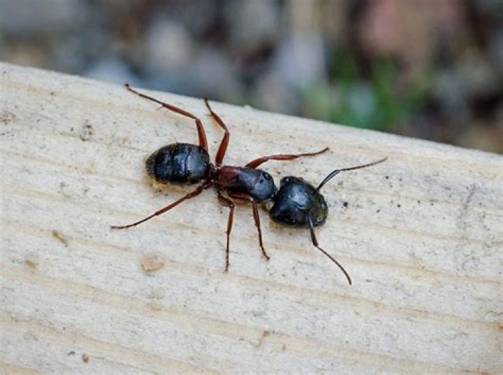 Do carpenter ants live in maple trees?