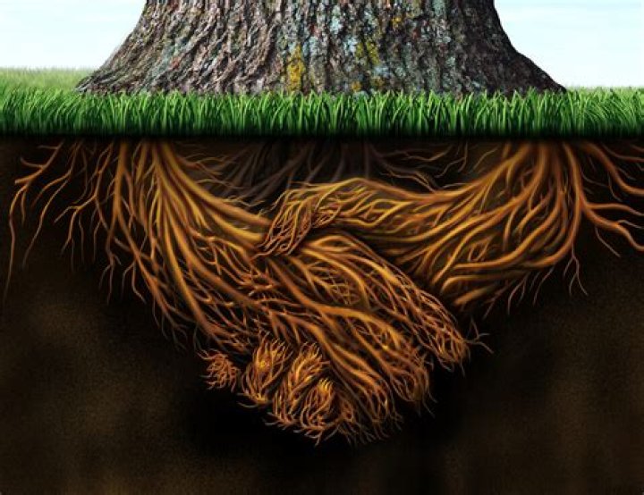 Do Cedar tree roots grow down or out?