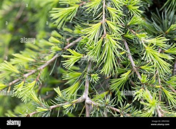 Do cedar trees love water?