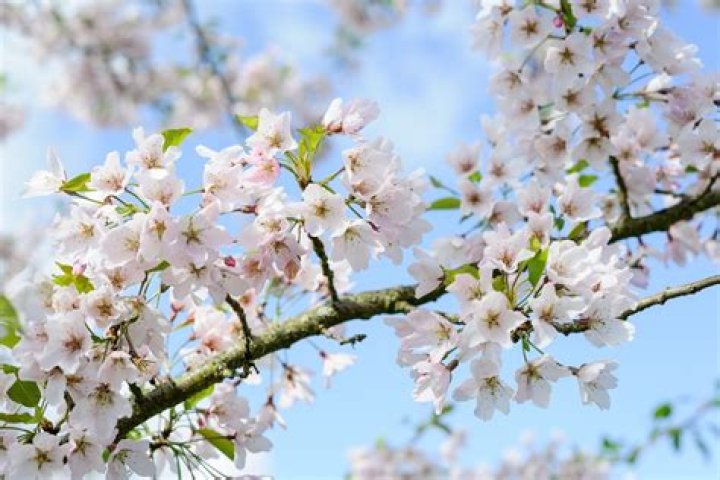 Do cherry blossom trees have leaves?