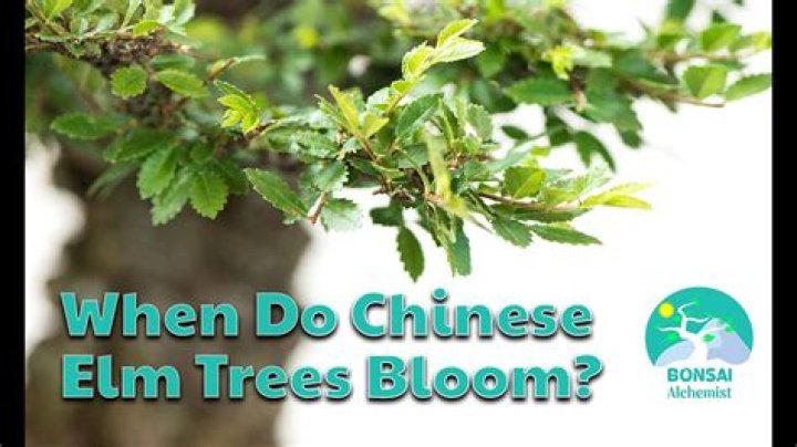 Do Chinese elms lose leaves?
