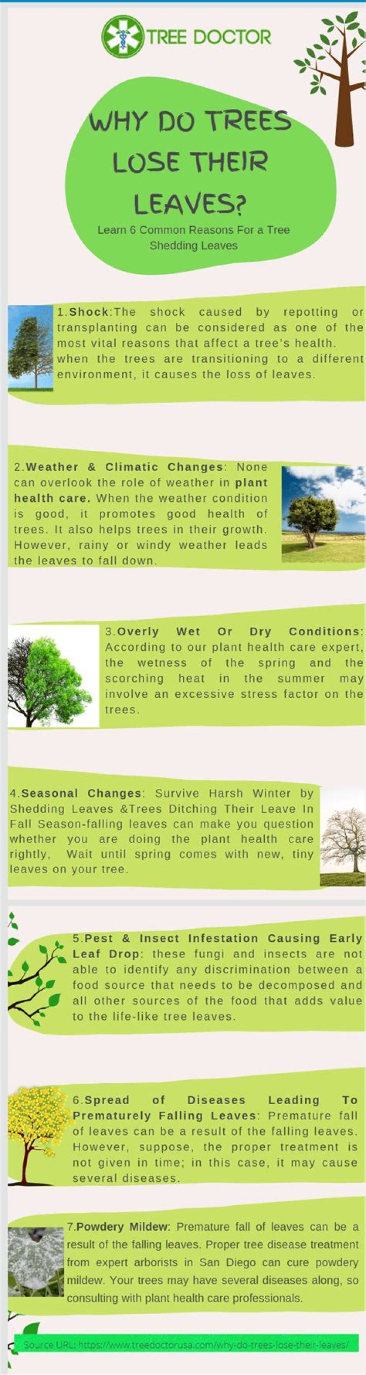 Do Cleveland pear trees lose their leaves?