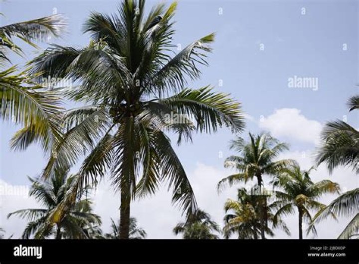 Do coconut palms grow in Florida?