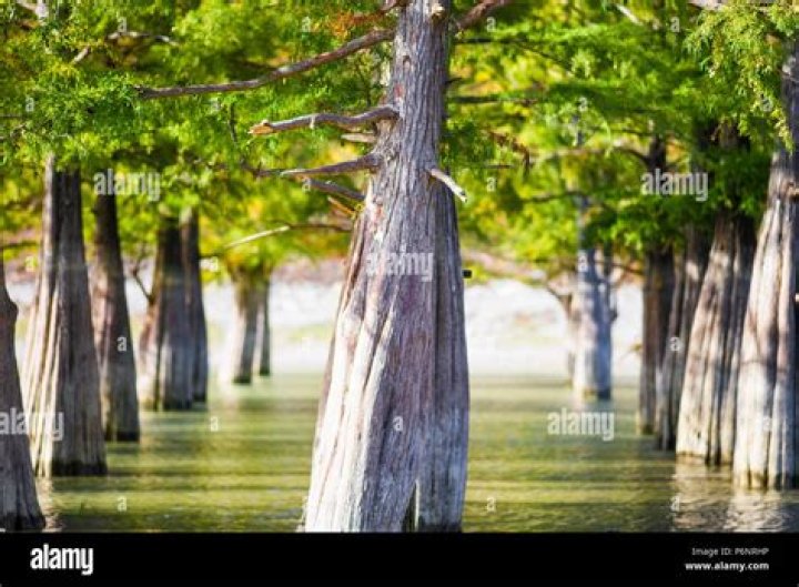 Do cypress trees grow well in Florida?