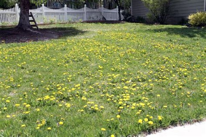 Do dandelions damage lawns?