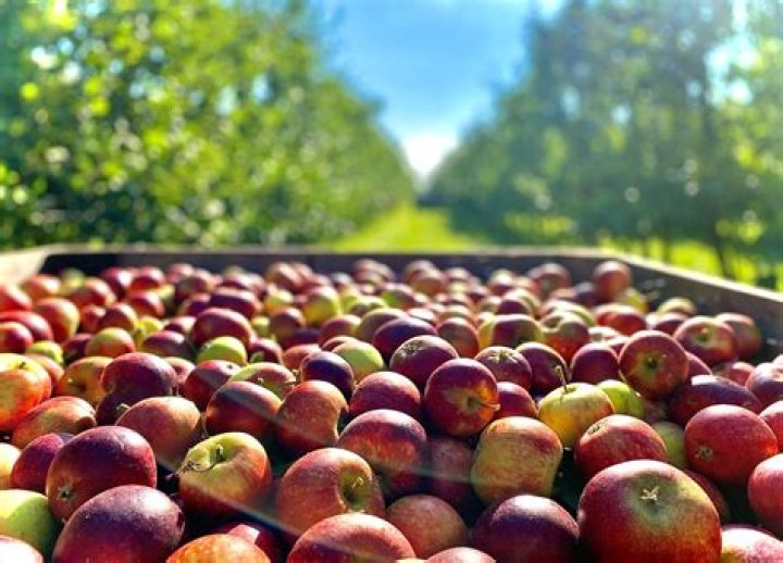 Do deer affect apple trees?