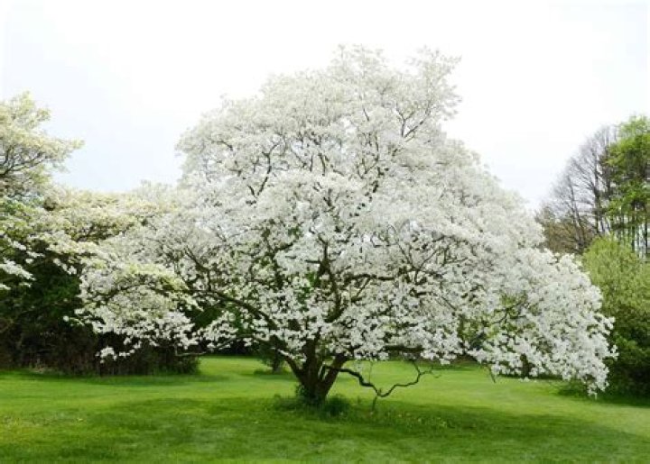 Do dogwood trees shed?