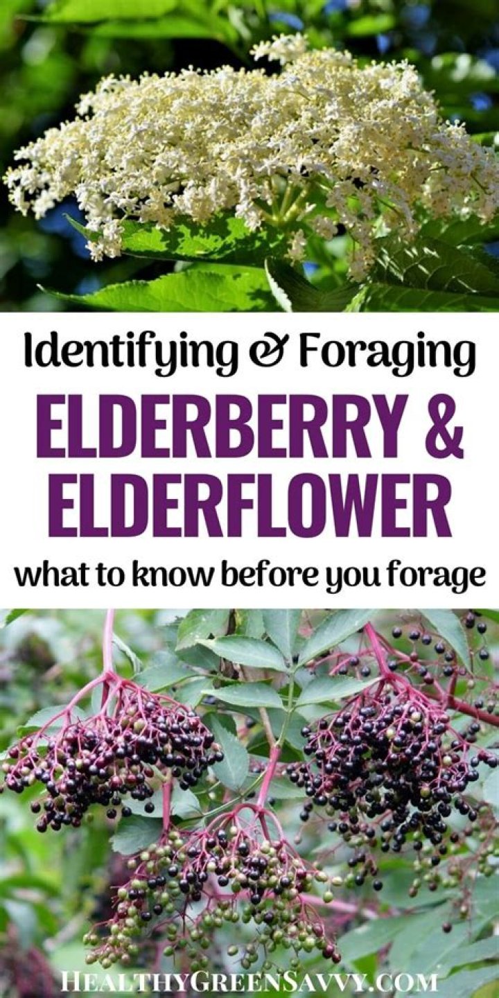 Do elderberry bushes have flowers?