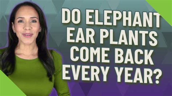 Do elephant ear plants come back every year?