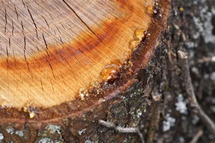 Do elm trees ooze sap?